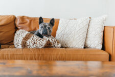 Best Dog Breeds for Small Apartments – Play Pet Brands