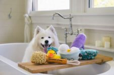 Tips for Healthier Cats and Dogs – Play Pet Brands