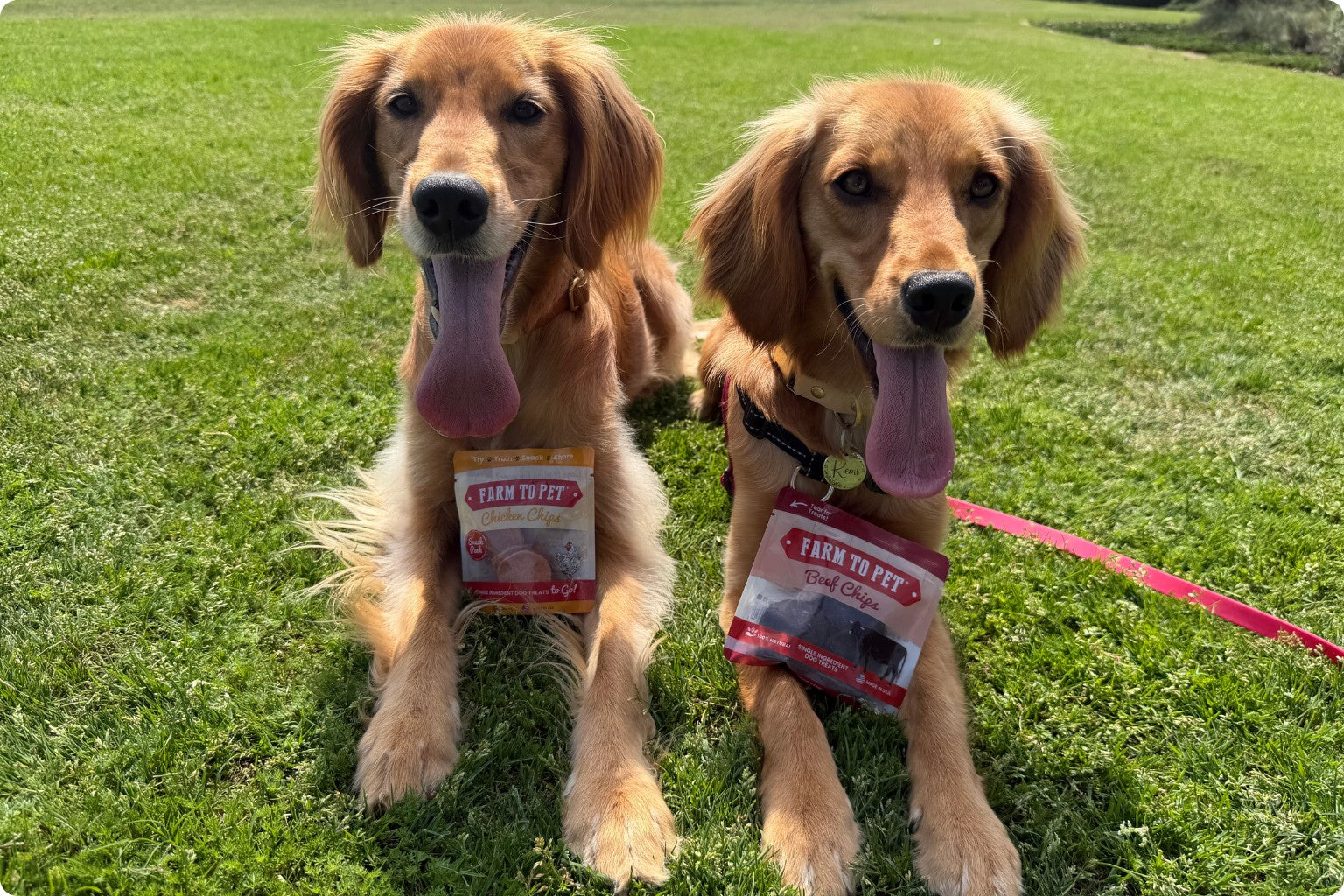 two golden retrievers in the park after a walk panting with their tongues hanging out and enjoying farm to pet dog treats