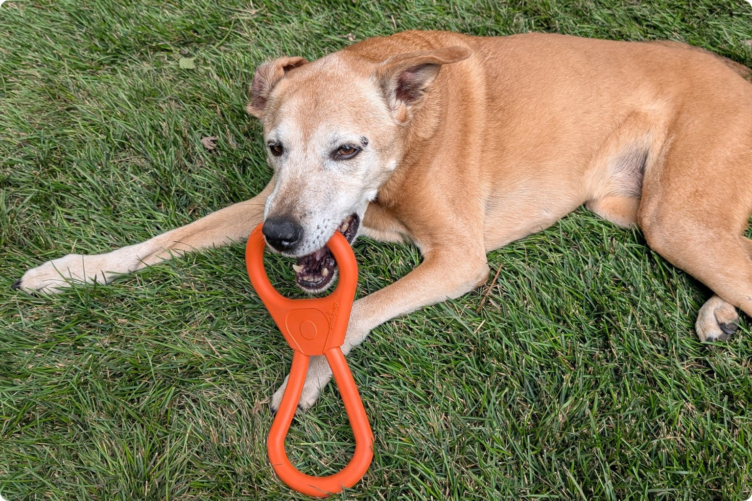 dog lying on the grass with an orange tug toy in her mouth