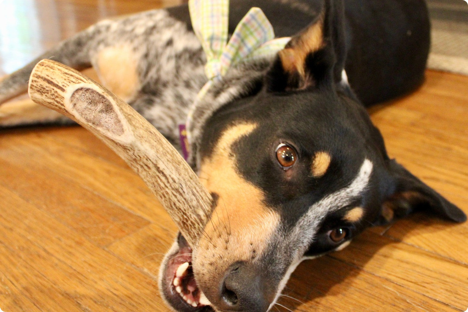 dog lying on a wooden floor with a dog antler chew it his mouth