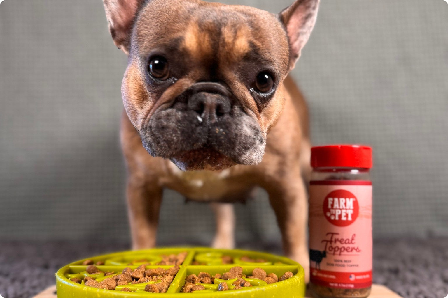 French bulldog waiting to eat farm to pet beef dog treats from a slow feeder bowl