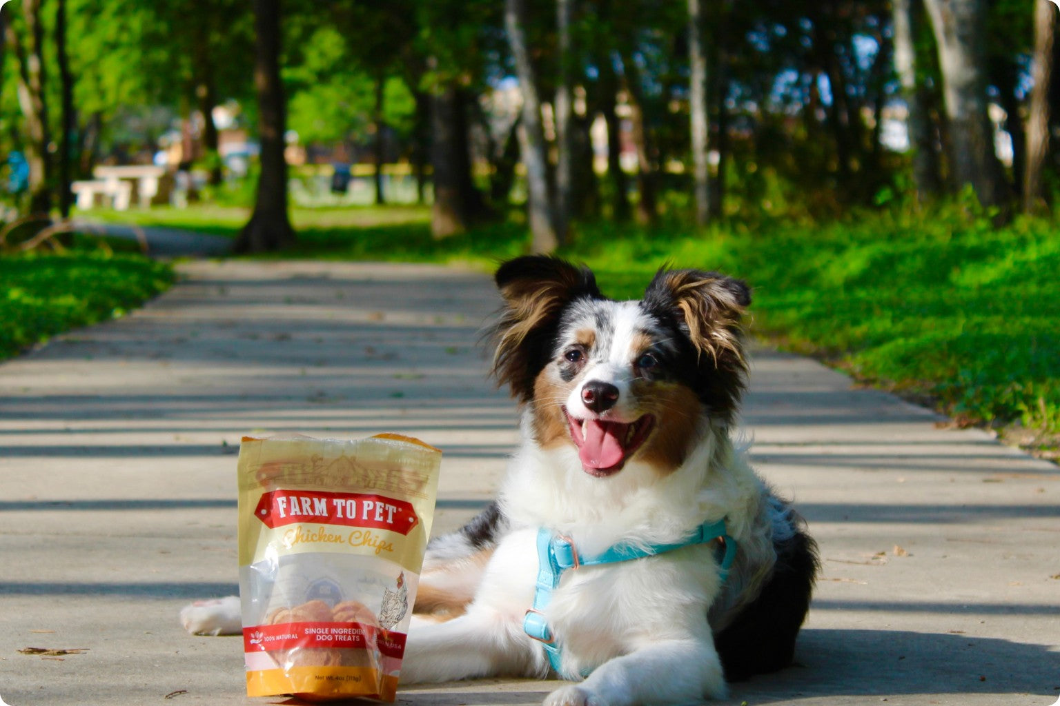 a dog with a harness lying on a park path  next to a bag of farm to pet turkey chips panting happily after a walk