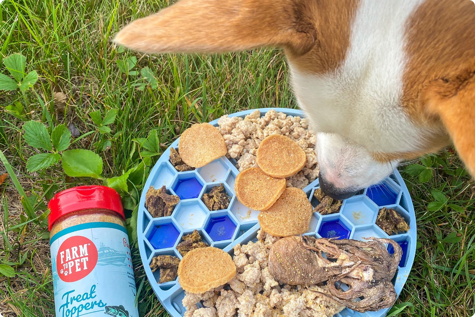 corgi dog eating from a slow feeder outside next to a jar of farm to pet fish dog food topper