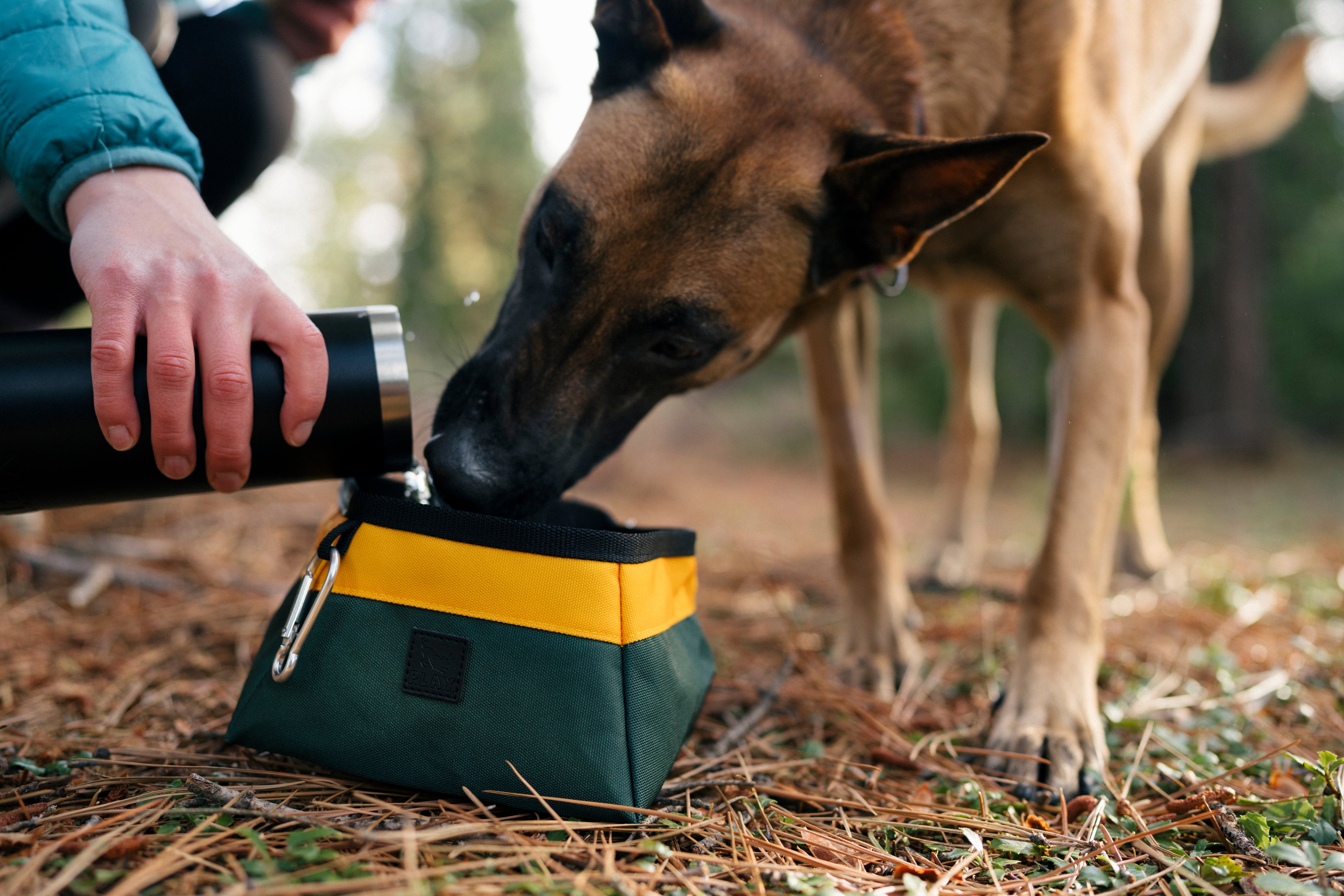 P.L.A.Y.'s Landscape Series Travel Bowl - Dog drinking from Moss bowl with human pouring water in it