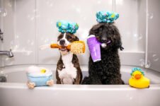 Two Fashionable Rescue Pups – Play Pet Brands