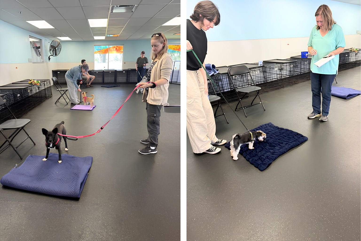 Dog training with dog treats with a professional dog trainer.