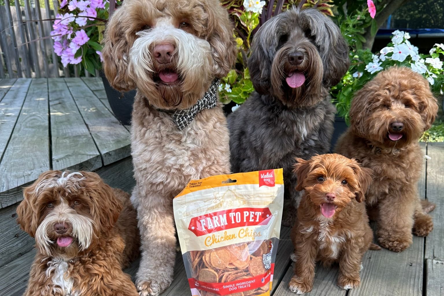 Five dogs sitting while waiting for their dog training treat.
