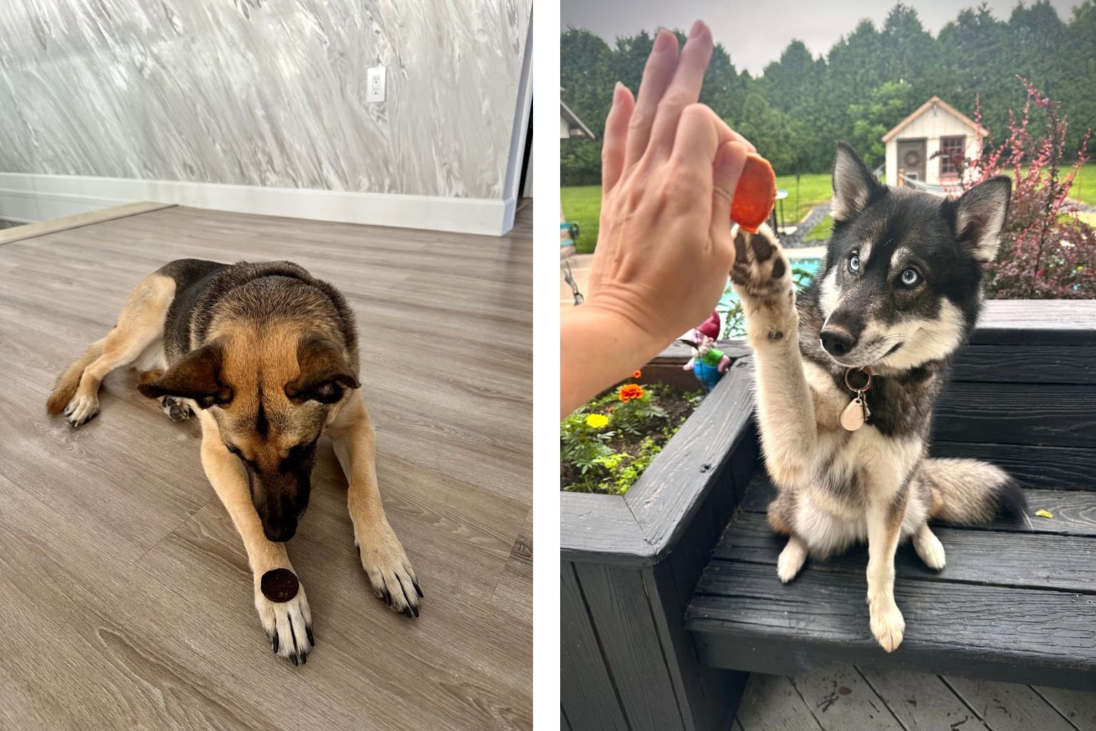 Two different dogs training with healthy dog training treats. 