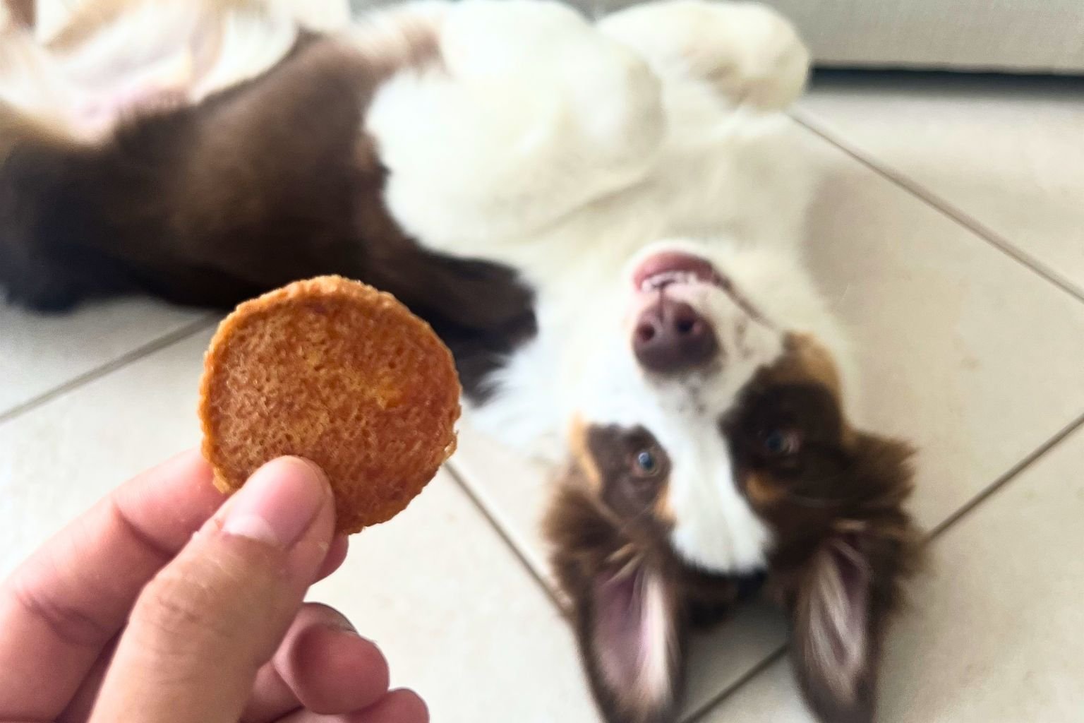 Australian Shephard dog doing a trick for a healthy dog training treat.