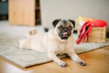 The Heart Behind Play Pet Brands
