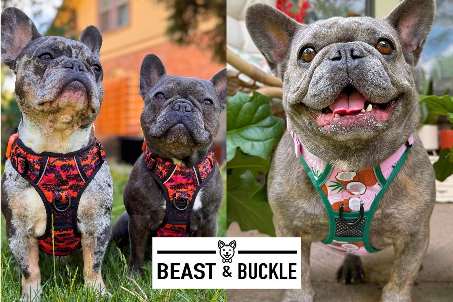 Dog gifts from Beast & Buckle