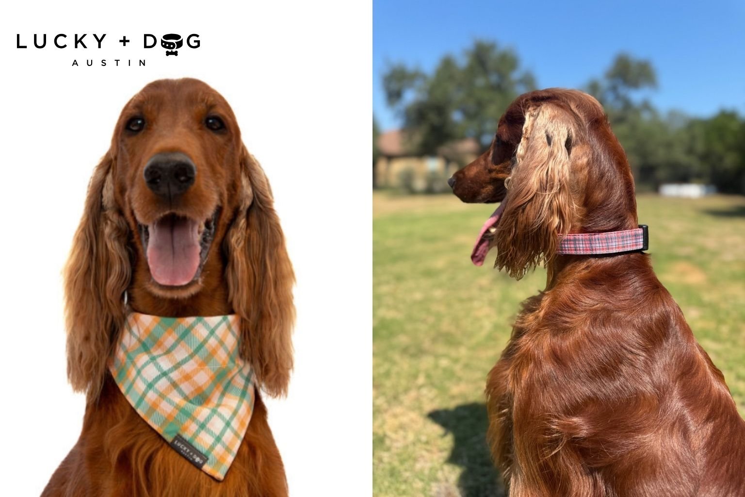 Dog Gifts from Lucky + Dog