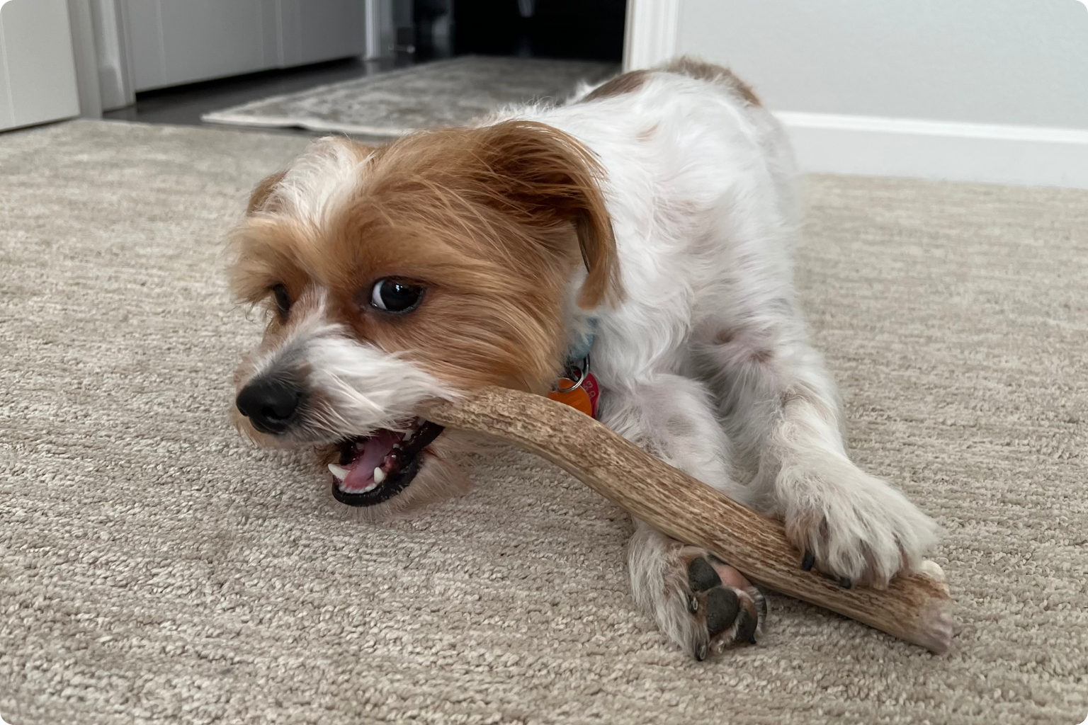 dog enjoying a farm to pet antler chew