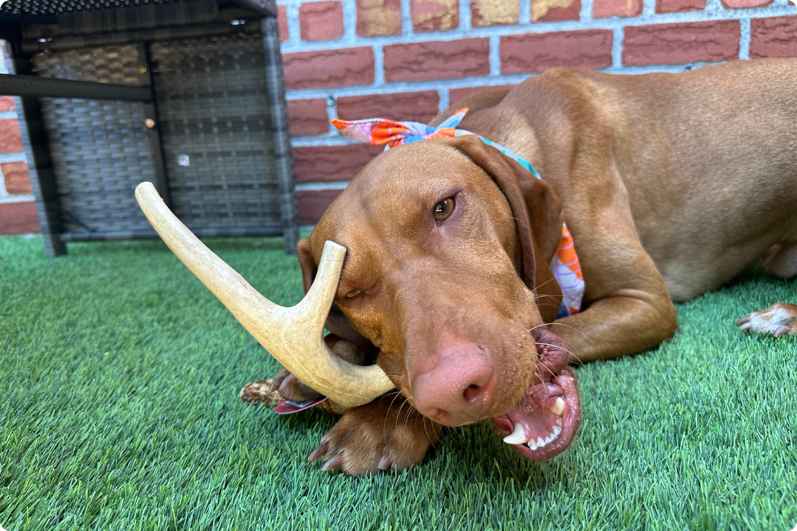 dog chewing on a farm to pet reindeer chew