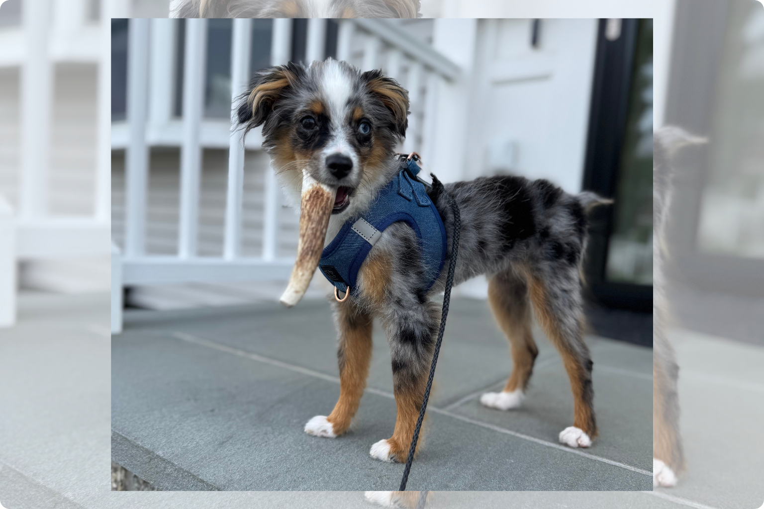 dog going out for a walk carrying a farm to pet antler chew