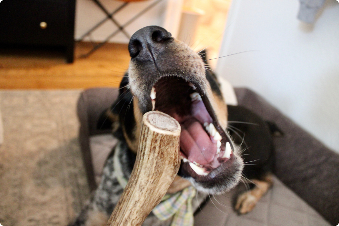 dog