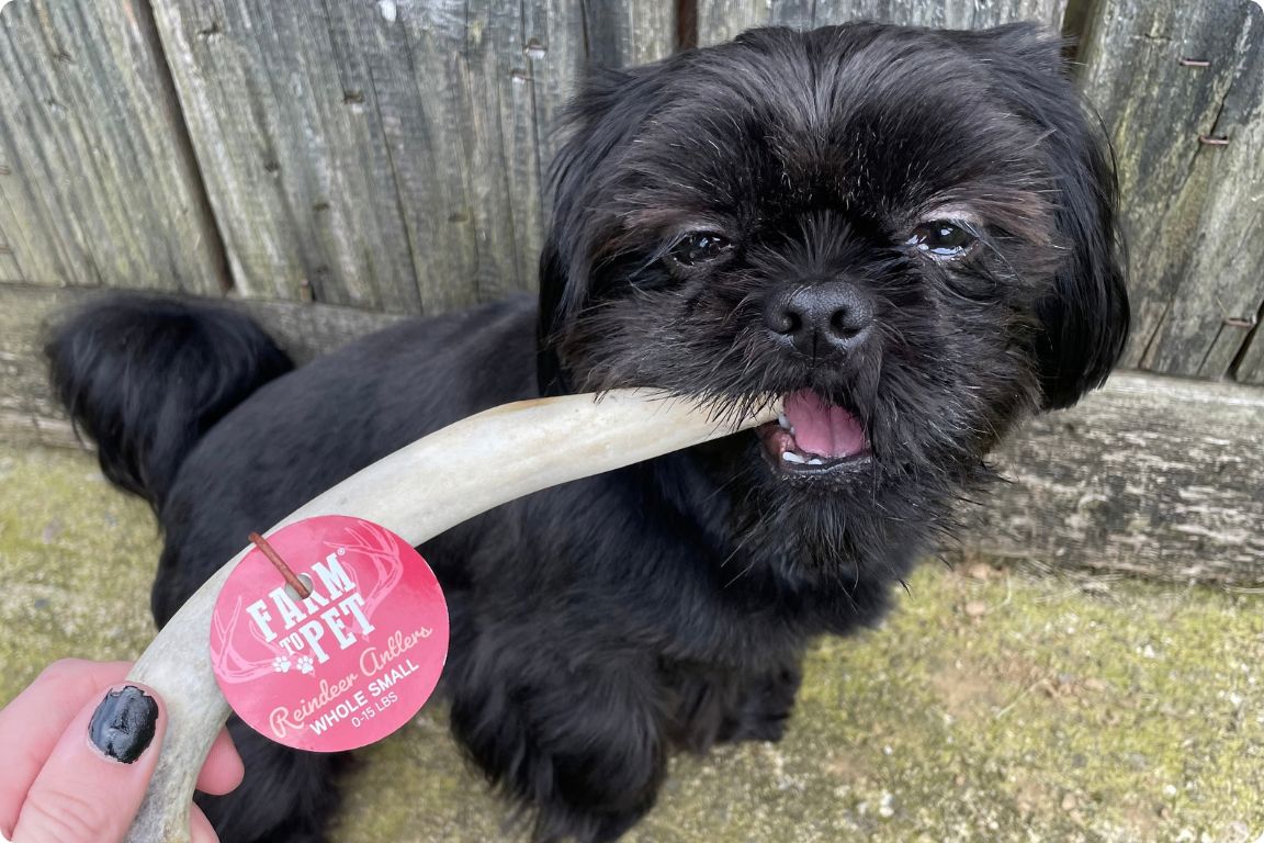 small black dog taking a farm to pet antler chew from his mom