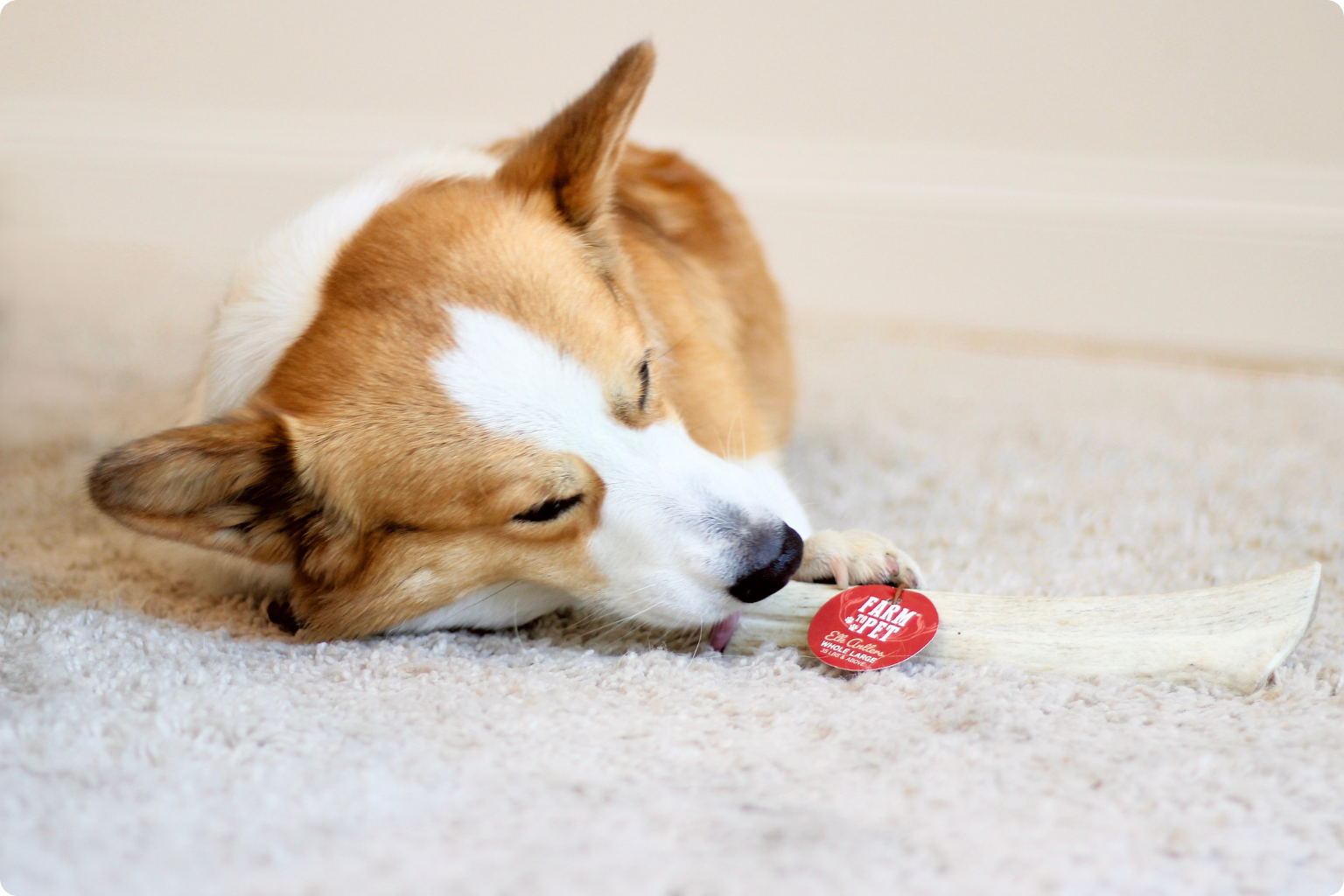 corgi dog lying on a carpet about to chew a farm to pet antler chew