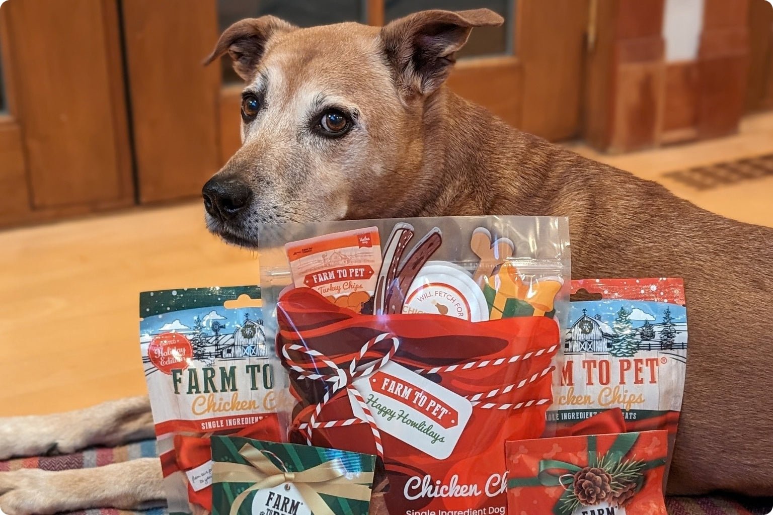Rooney the rescue dog lying on a blanket next to bags of Farm to Pet holiday pet treats