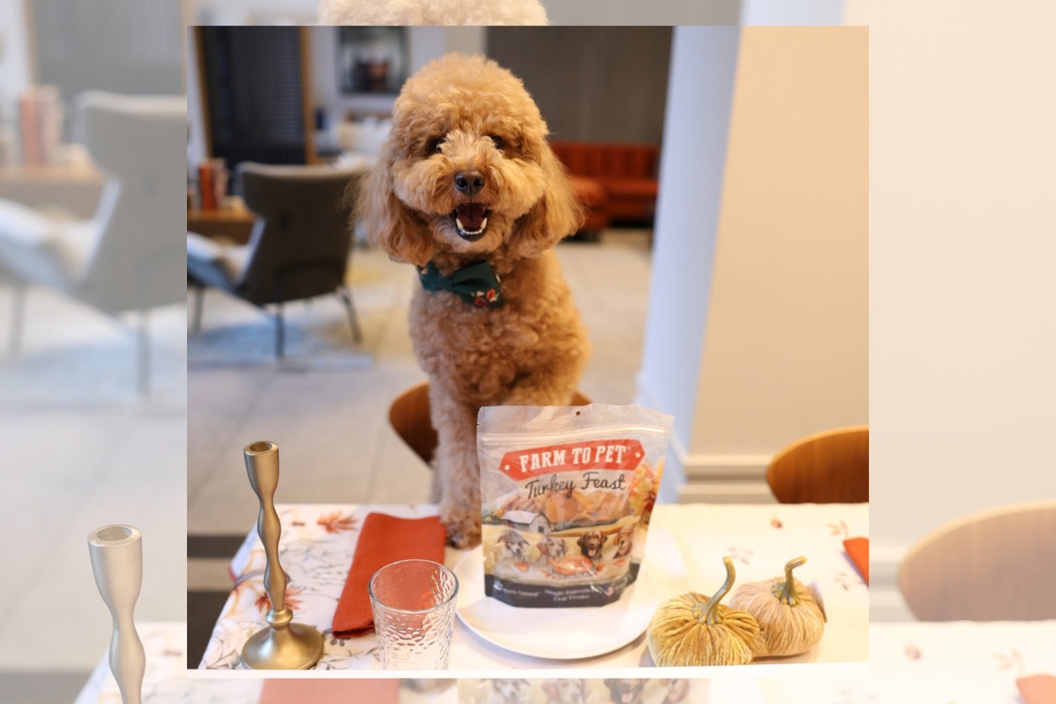 a dog sitting at the Thanksgiving table in front of a bag of Farm to Pet Turkey Feast turkey chips